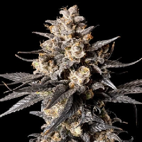 Apple Bananas > 00 Seeds Bank